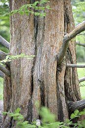 《荒野枪巫》现已发售：提前一天防止撞车《暗黑4》